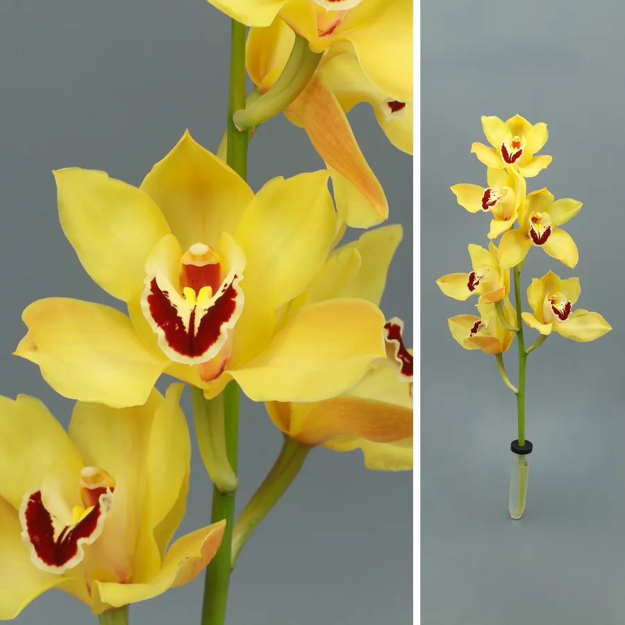 Cymbidium Cooksbridge