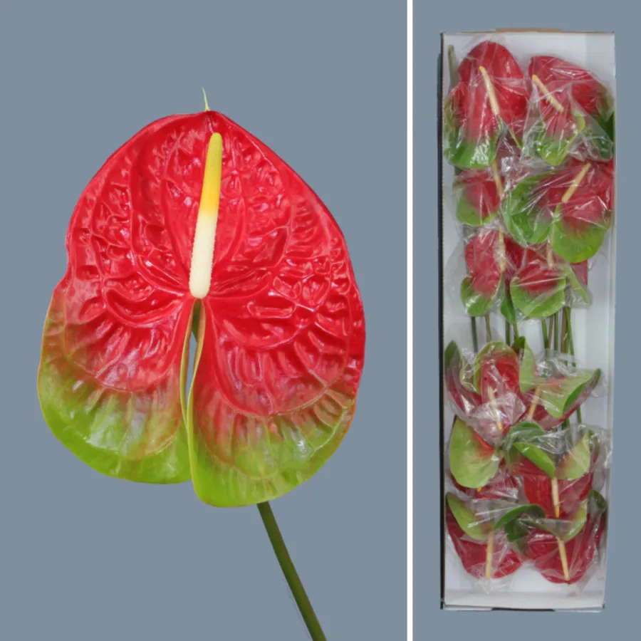 Anthurium Amigo x12