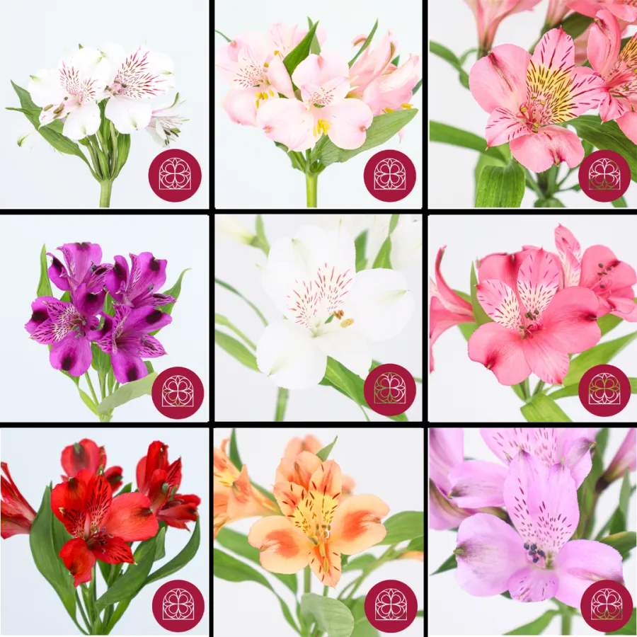 Alstroemeria Mix SUP