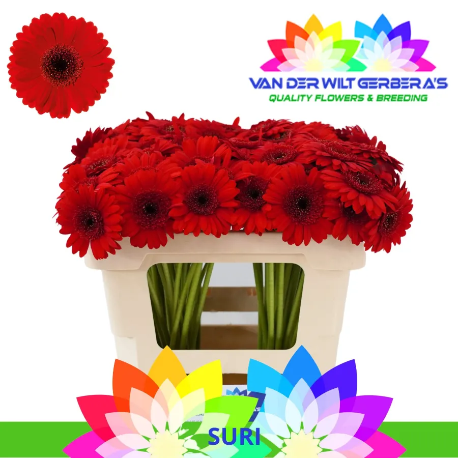 Gerbera Mini Suri