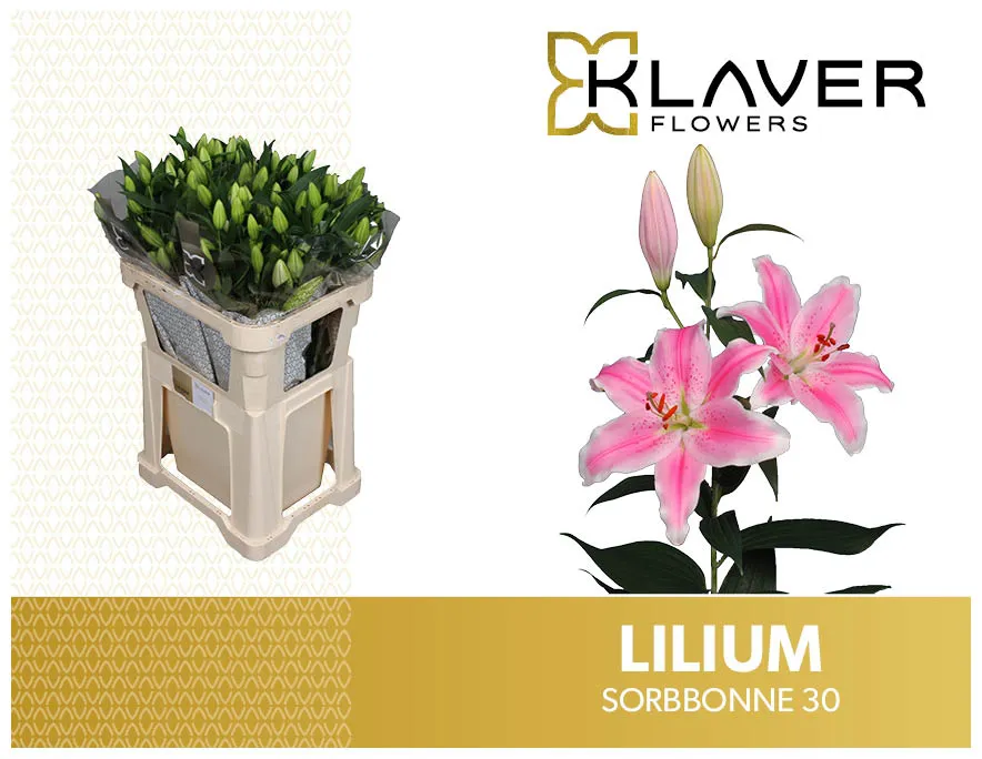 Lilium Oriental Sorbonne 3