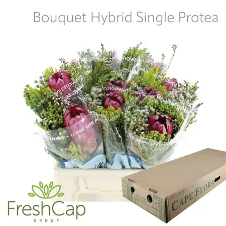 Bqt Hybrid Single Protea