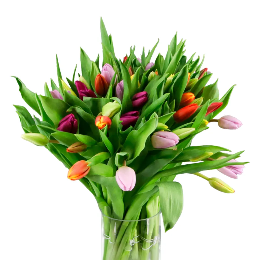 Tulipán Mix