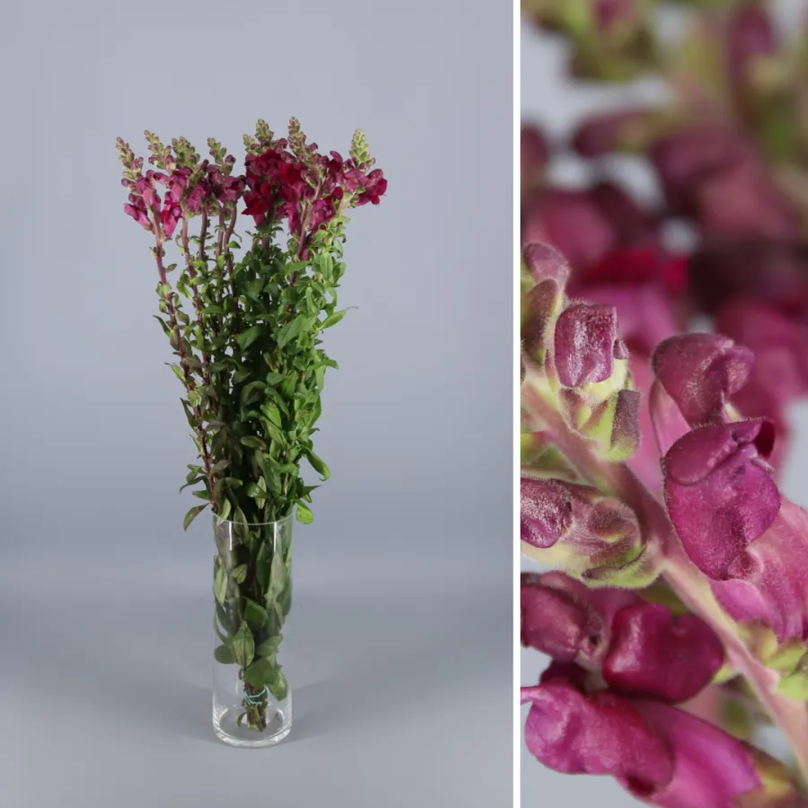 Antirrinum Rojo