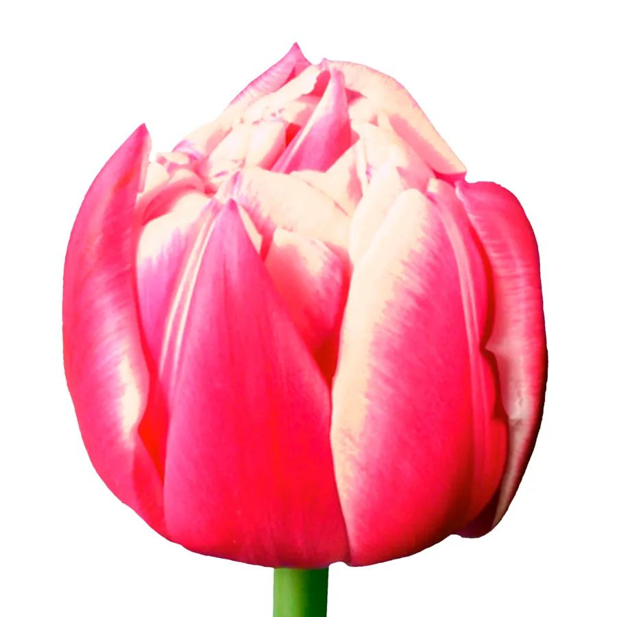 Tulipán Columbus Double