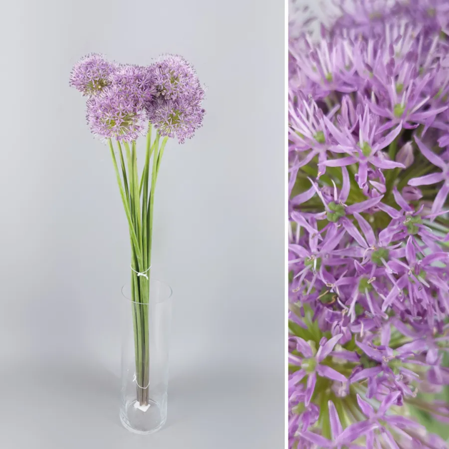 Allium Gladiator