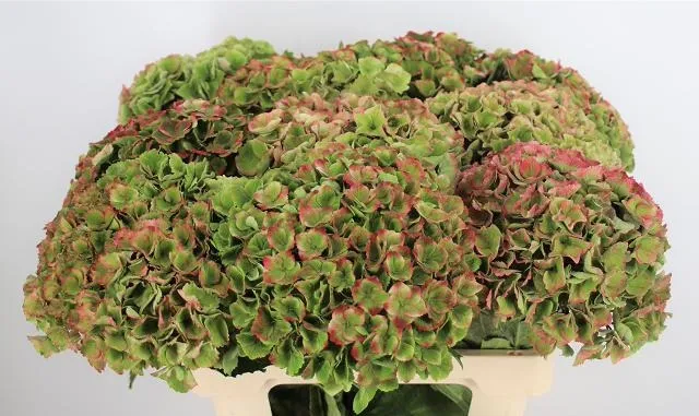 Hydrangea Mag Amathyst