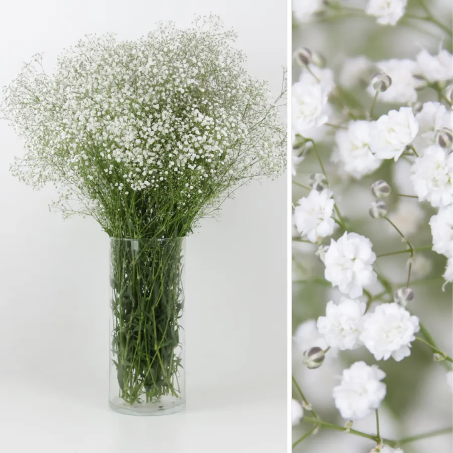 Paniculata Mirabella NAC 40 gr
