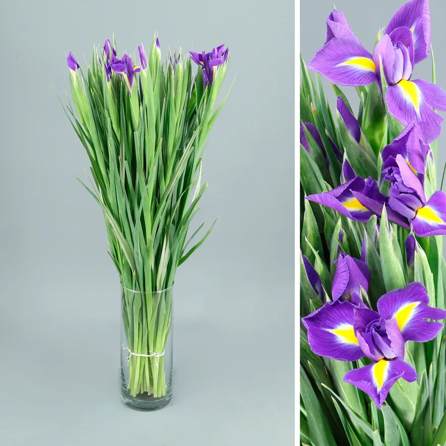 Iris Blue Magic