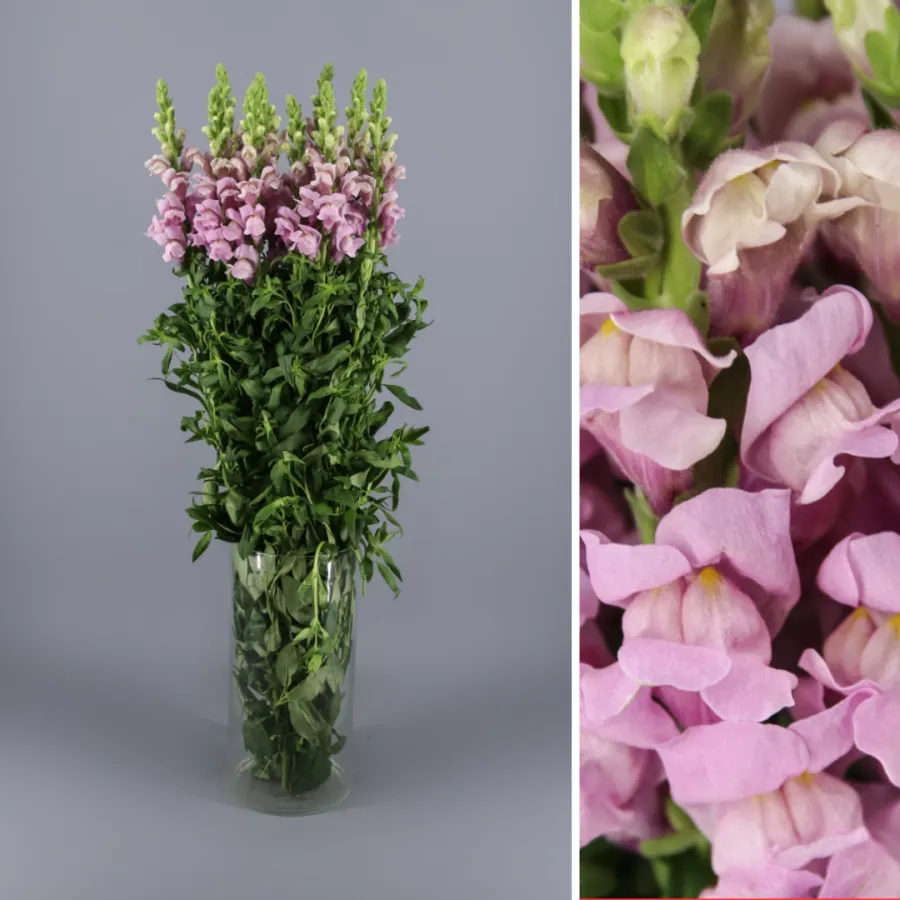 Antirrinum Lavender