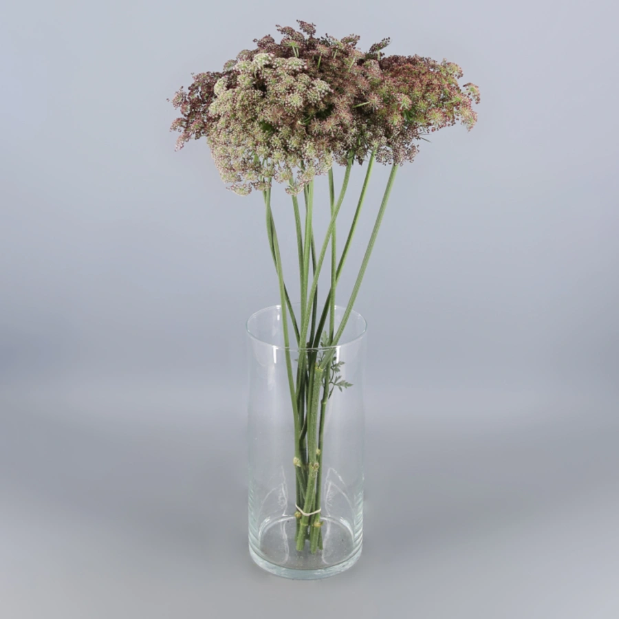 Daucus Carota Dara