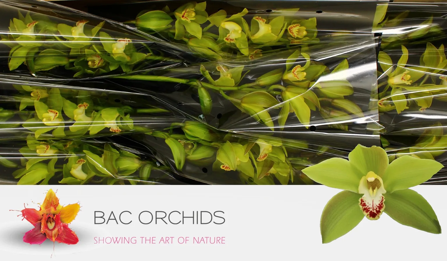 Cymbidium Green Giant