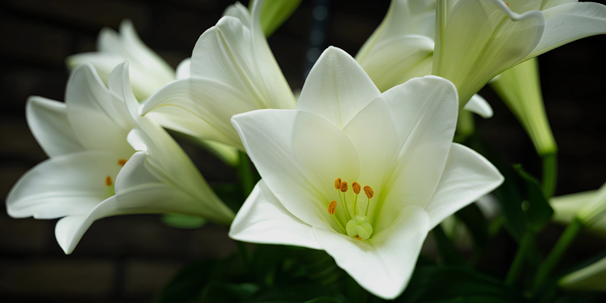 Lilium Blanco al por mayor Lilium para ceremonias