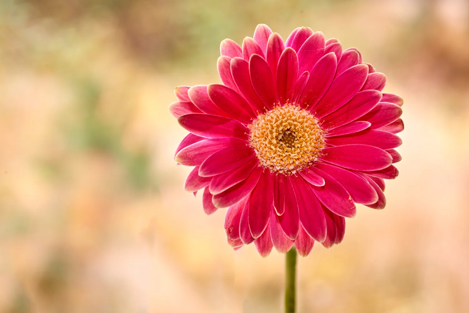 beautiful-gerbera-flower