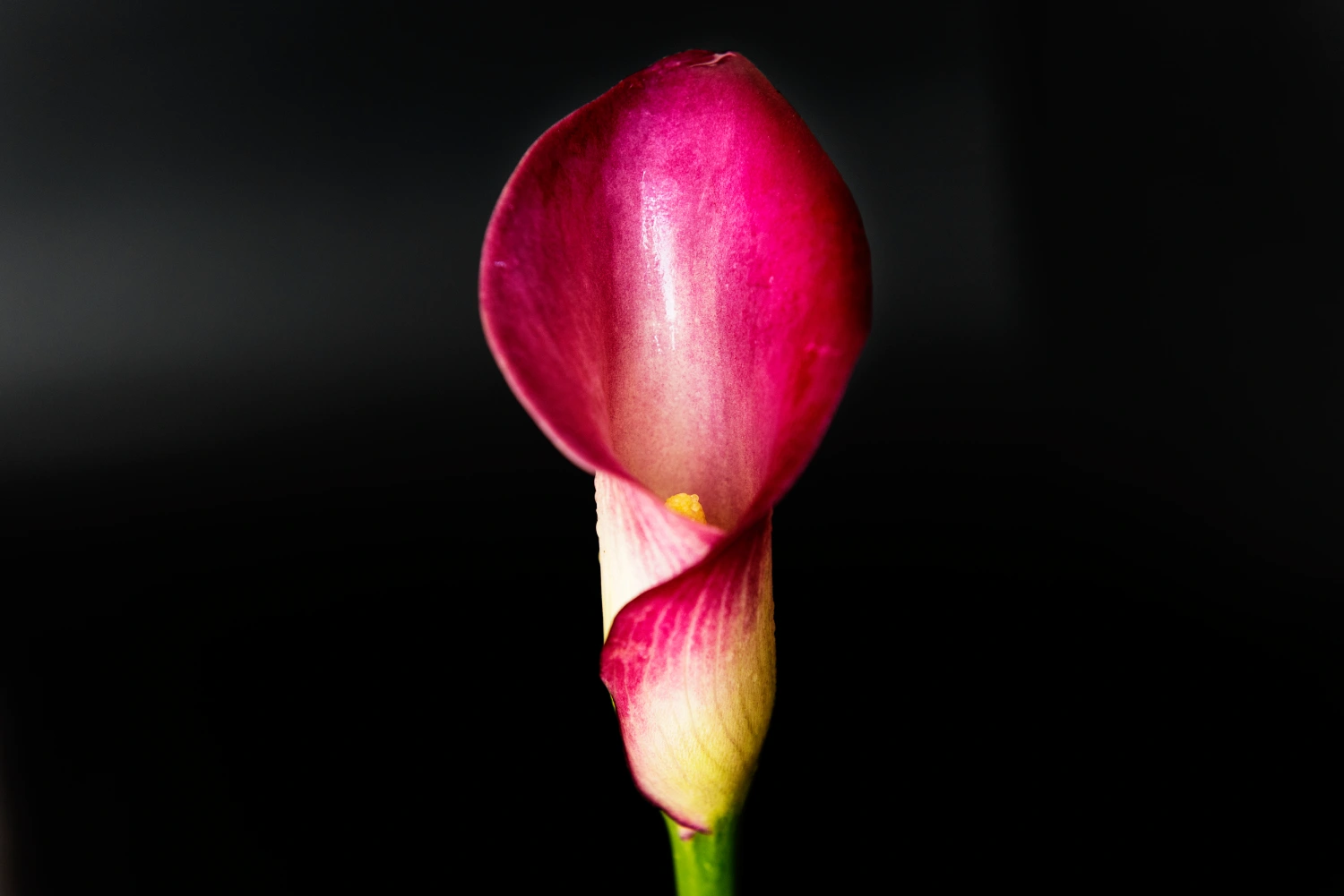 closeup-of-blooming-lily-flower