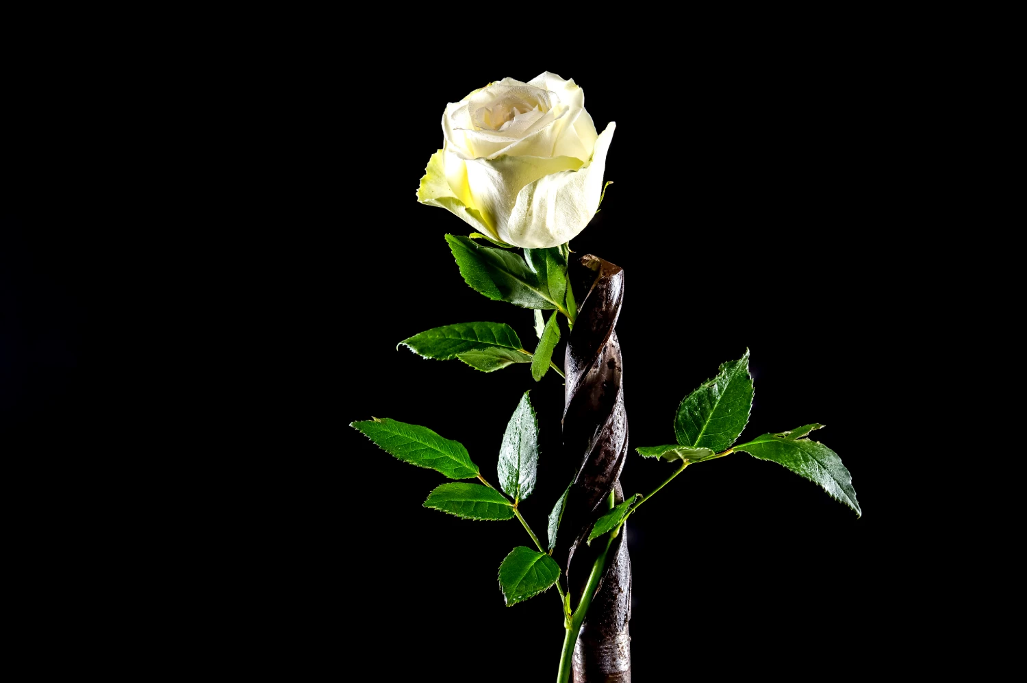 composition-with-white-rose