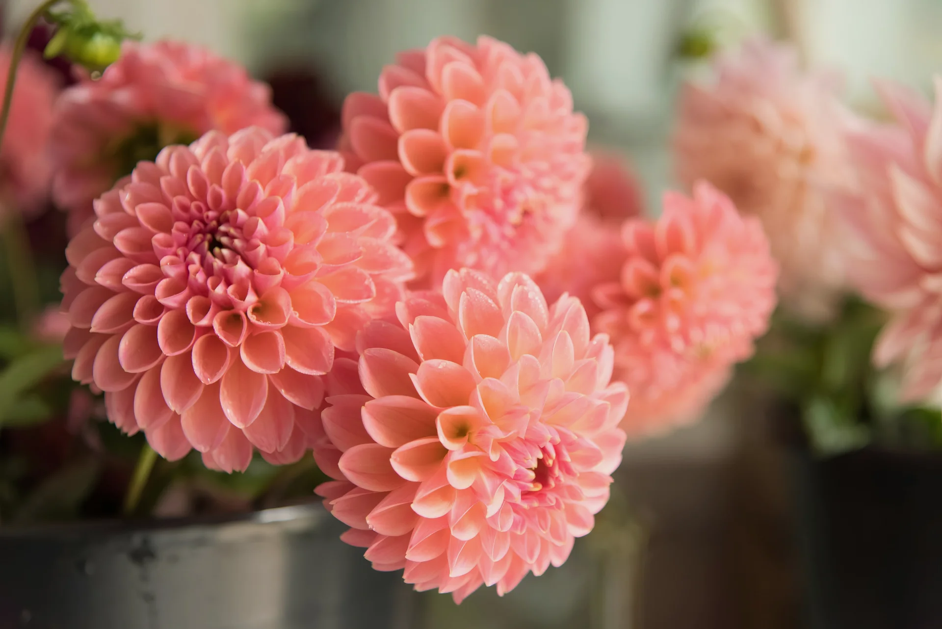 dalias-rosas Dalia para arreglos florales