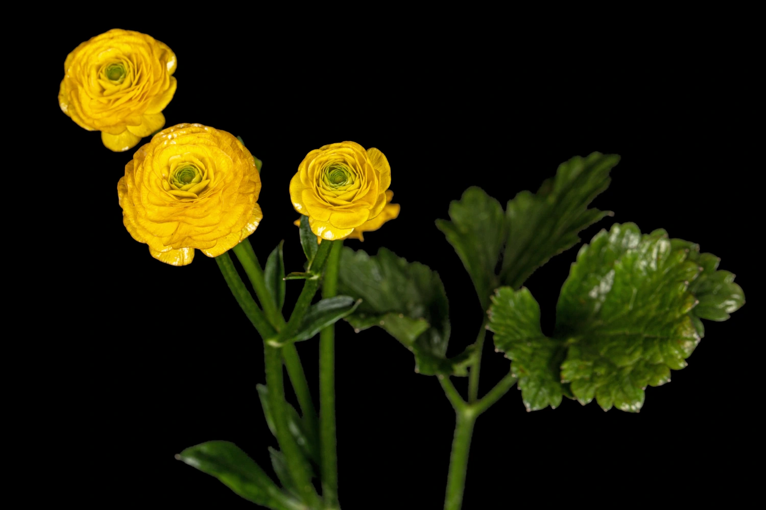 flower-of-buttercup-isolated-on-black-background