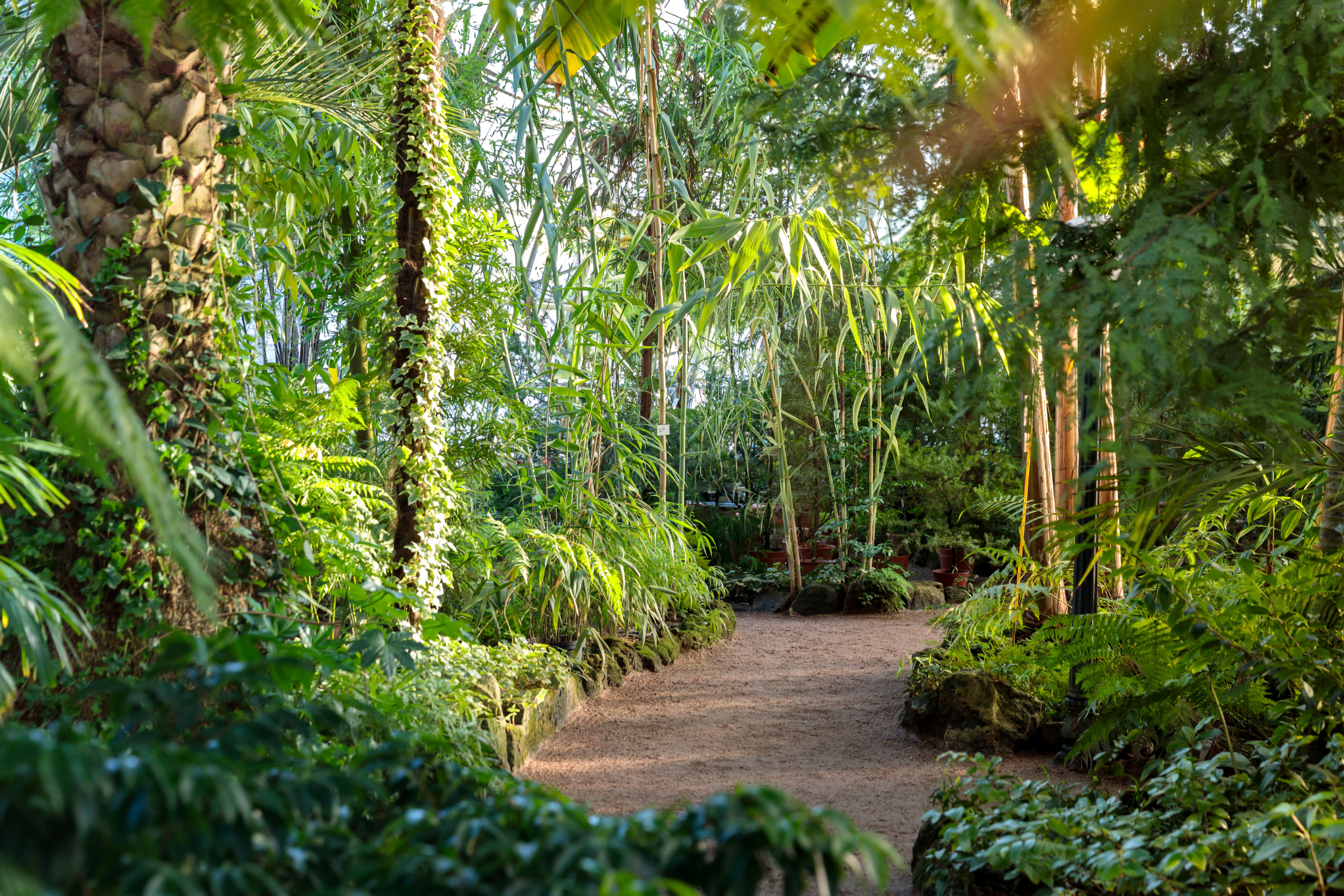 greenhouse/glasshouse with evergreen plants