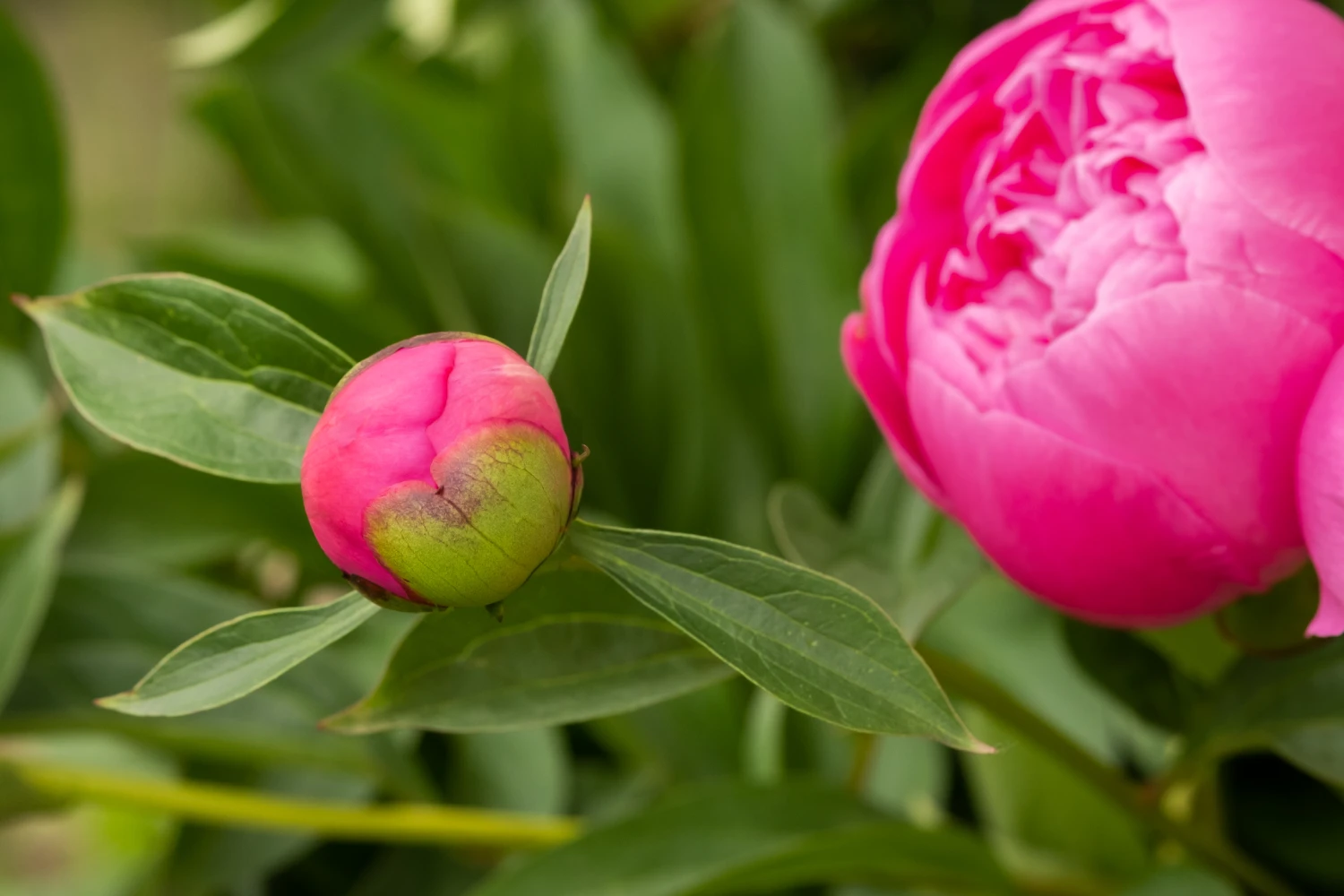 macro-photography-of-an-ant-on-a-peony-bud-bloomin- (1)
