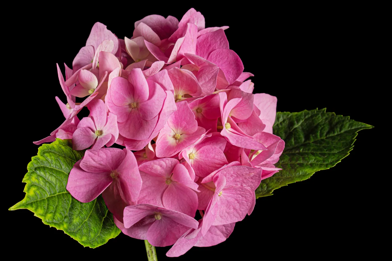 pink-flowers-of-hydrangea