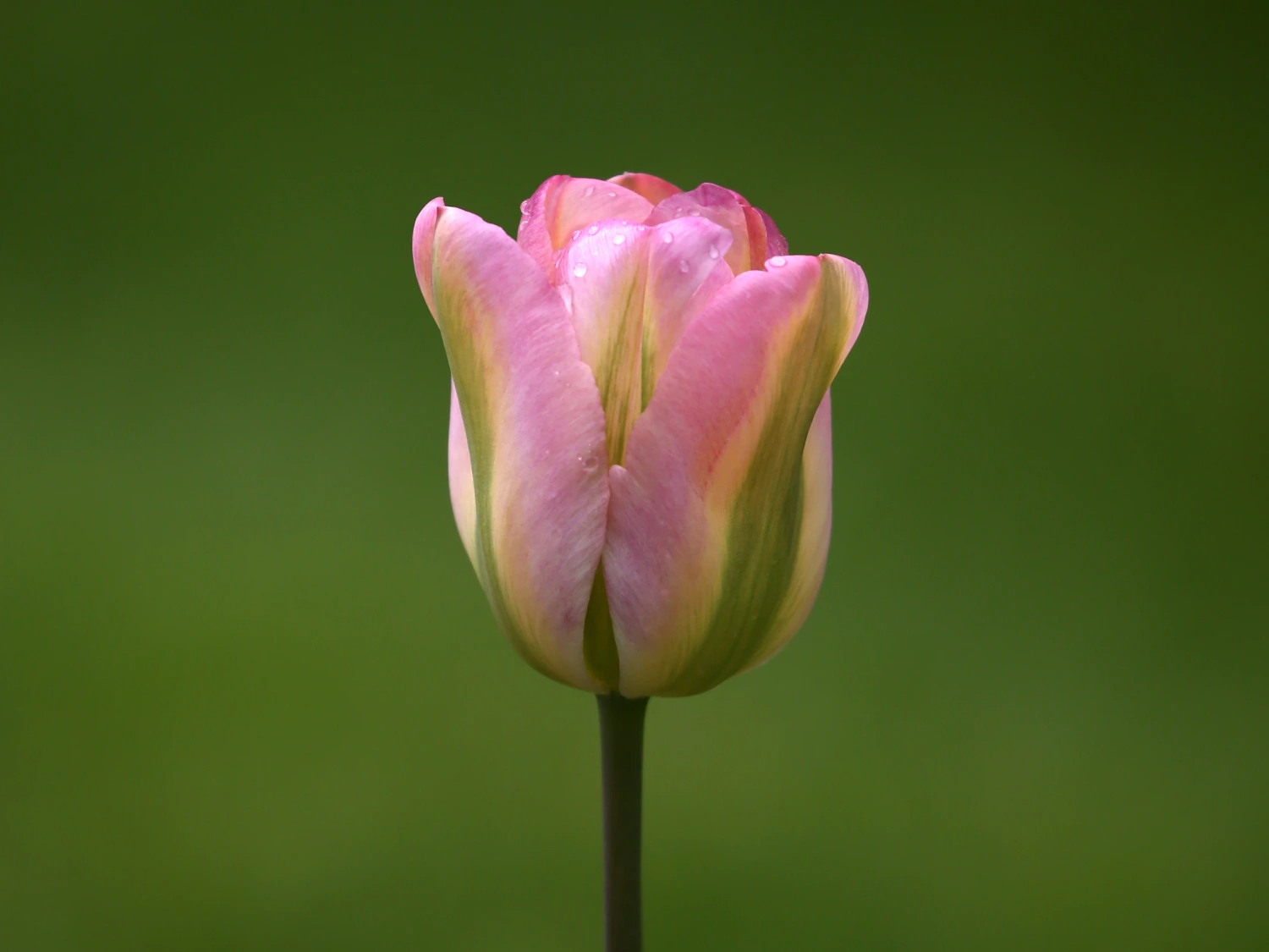 tulip stem close shot
