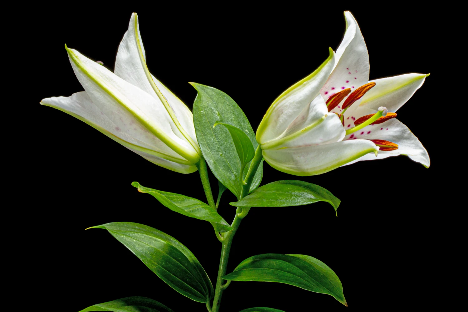 two-flowers-of-white-oriental-lily-isolated-on-black Background