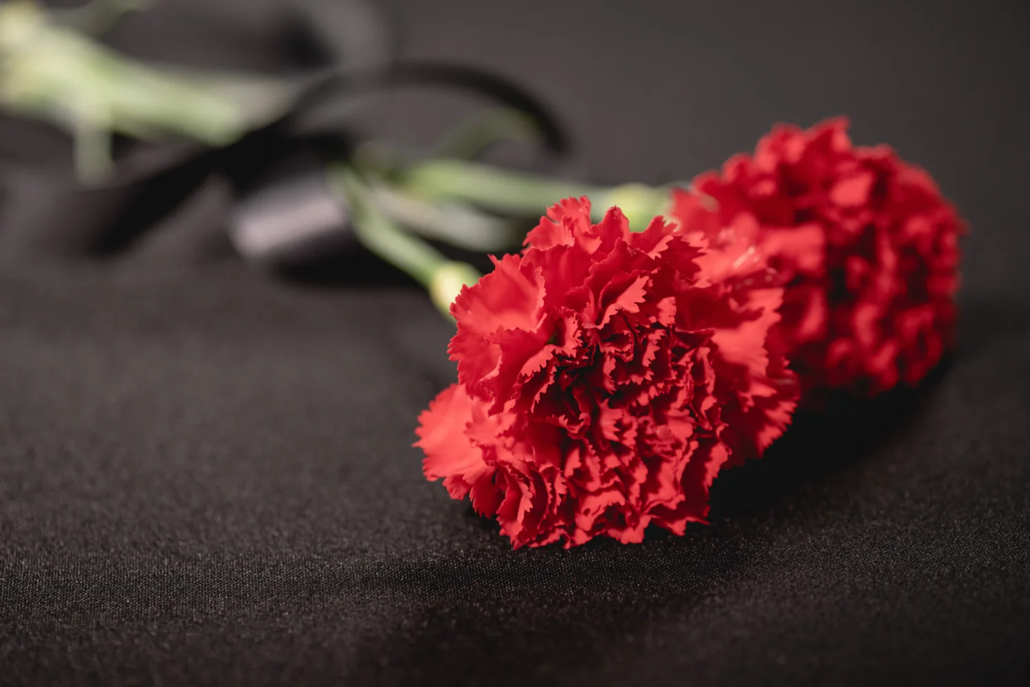 two-red-carnation-flowers-with-ribbon-on-black-background