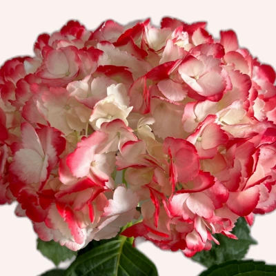 Hydrangea Painted Scarlet Premium