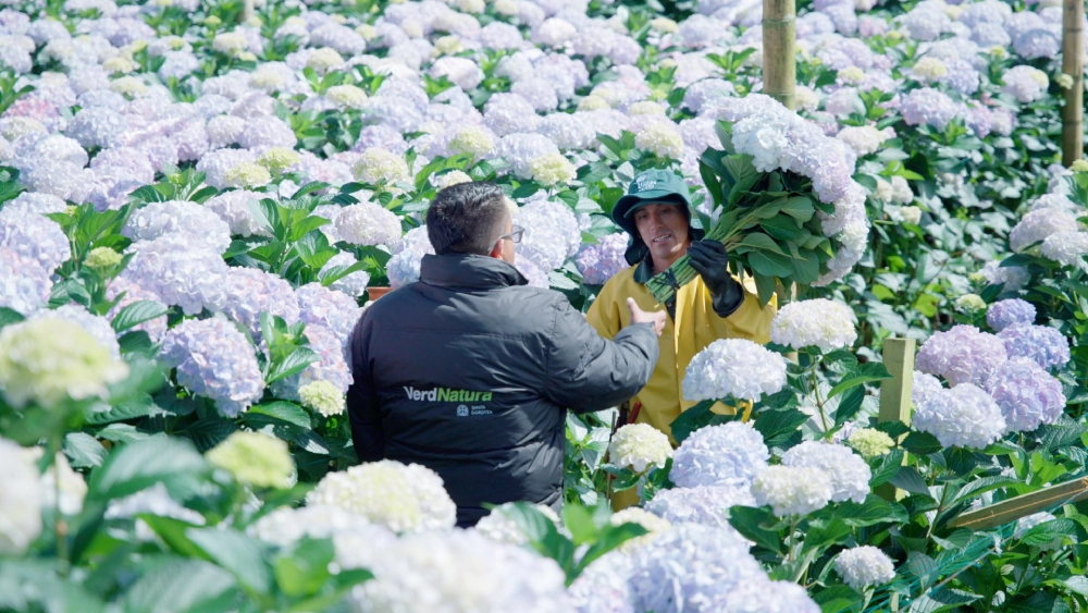 Campo de hydrangeas premium colombia