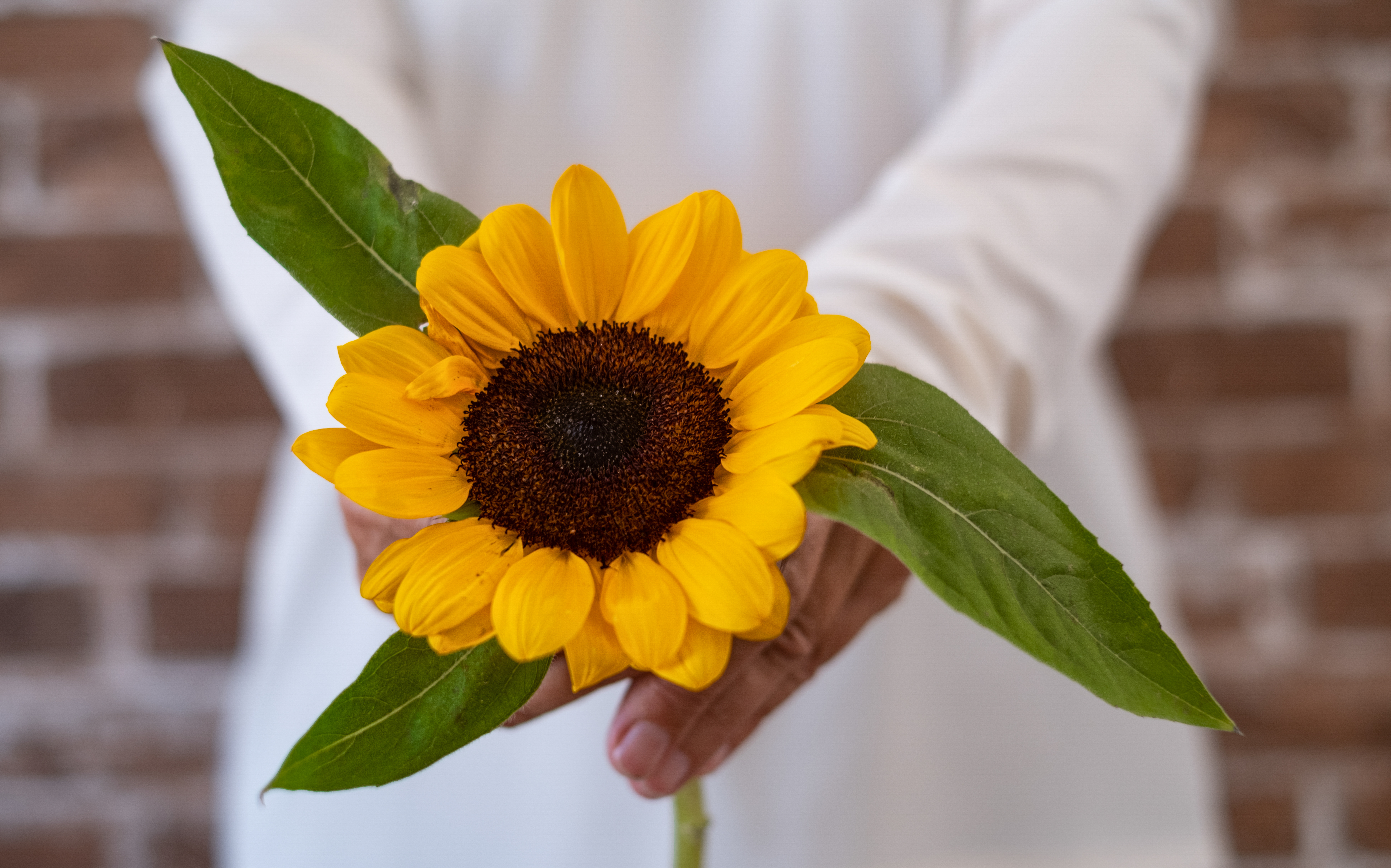 Beautiful sunflower in hand of a senior woman – brick wall backg