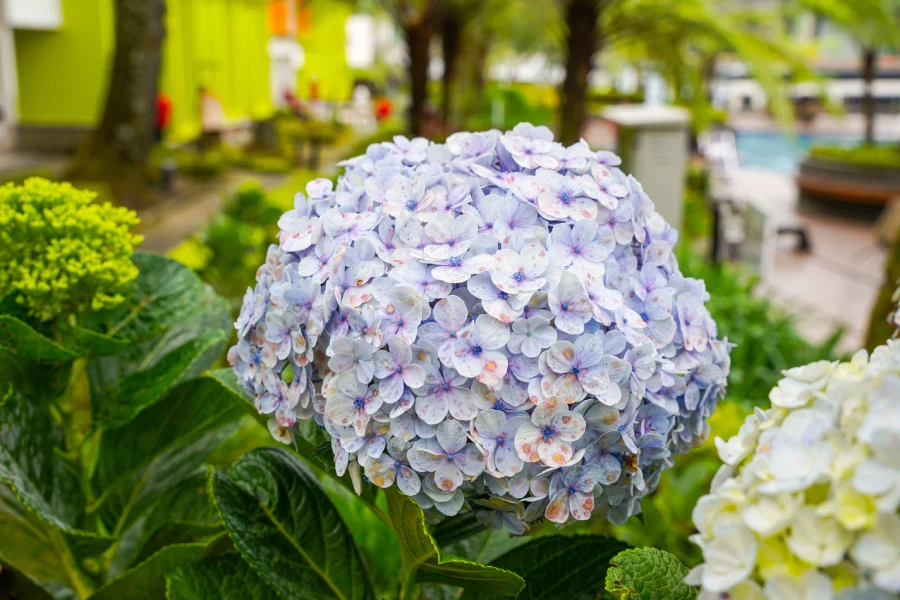 hydrangea-2025-03-23-23-50-51-utc