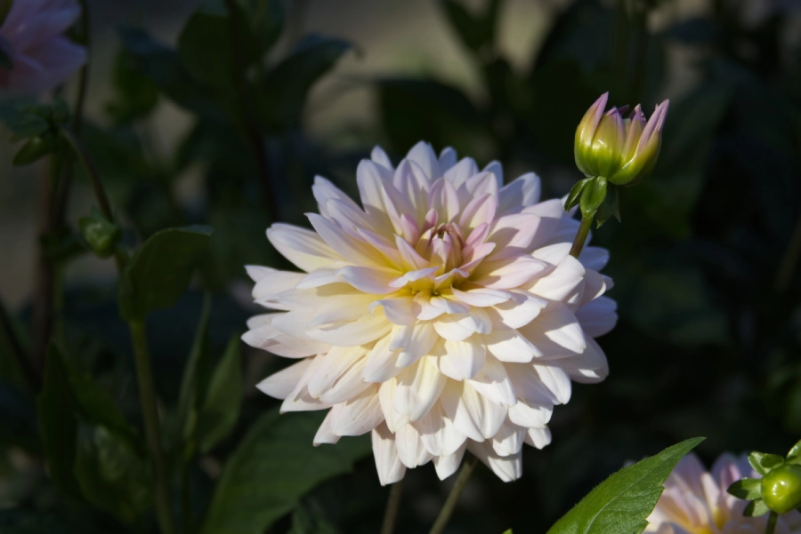 white-dahlia-flowers-close-up-2025-01-10-18-18-57-utc