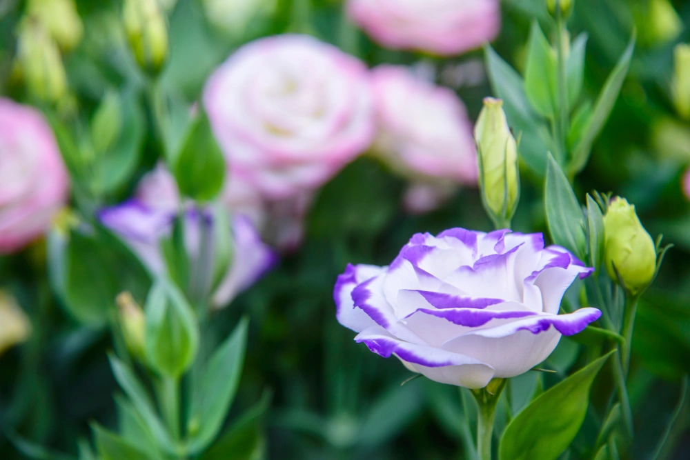 beautiful-lisianthus-flowers-in-the-garden-2025-01-09-15-10-00-utc