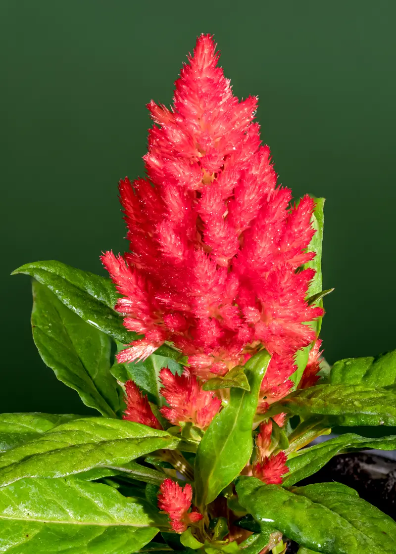 blooming-red-celosia-on-a-green-background-2025-03-08-23-40-16-utc