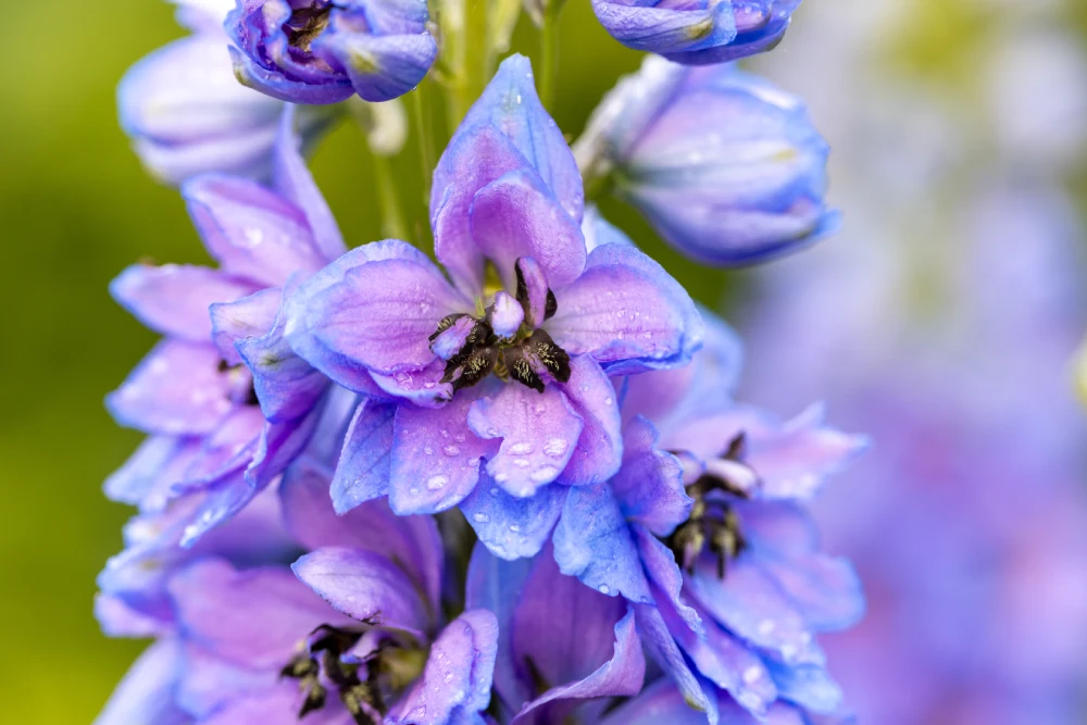 blue-delphinium-with-water-drops-macro-2025-02-19-22-46-07-utc
