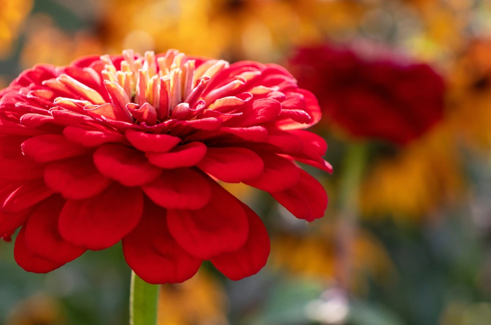 red-zinnia-cherry-queen-in-the-garden-2024-11-25-15-07-36-utc