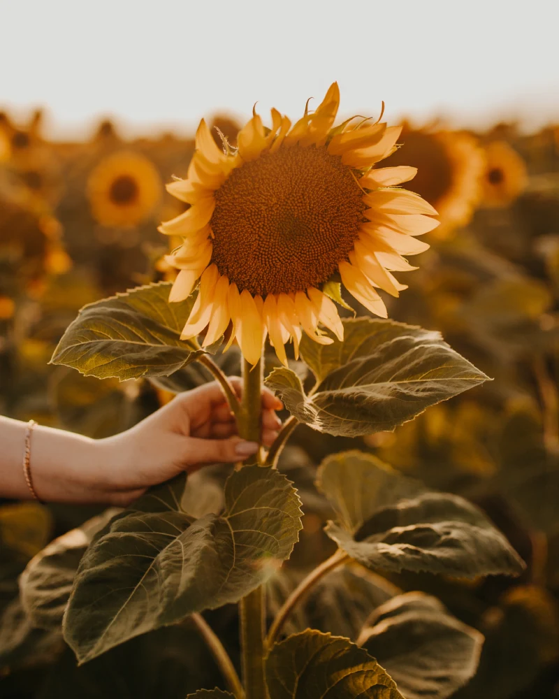 sunflower-in-nature