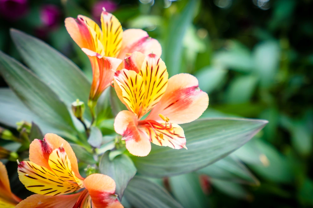 alstroemeria Alstroemeria duradera