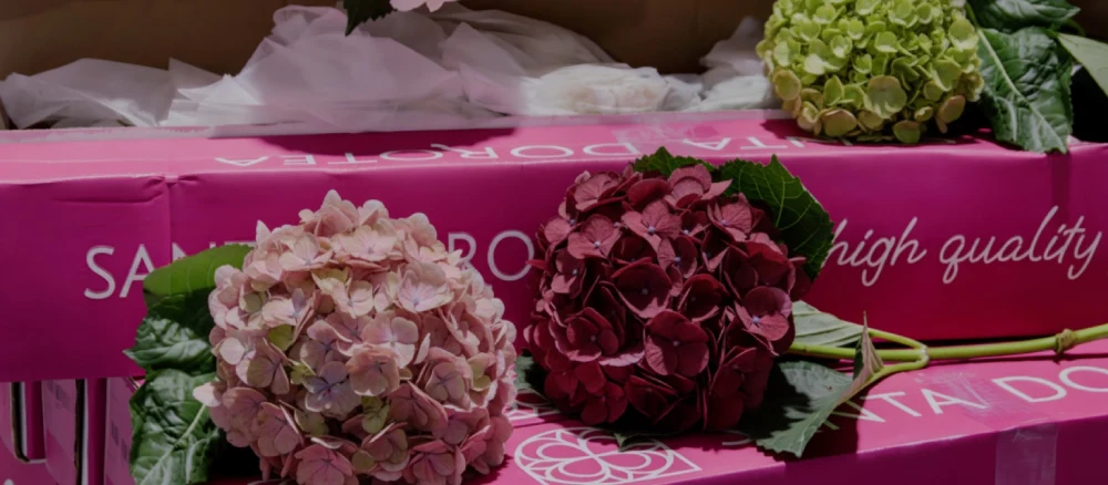 Hydrangeas en tonos otoñales septiembre Hortensias frescas en tonos rosa, burdeos y verde listas para arreglos florales de septiembre y otoño