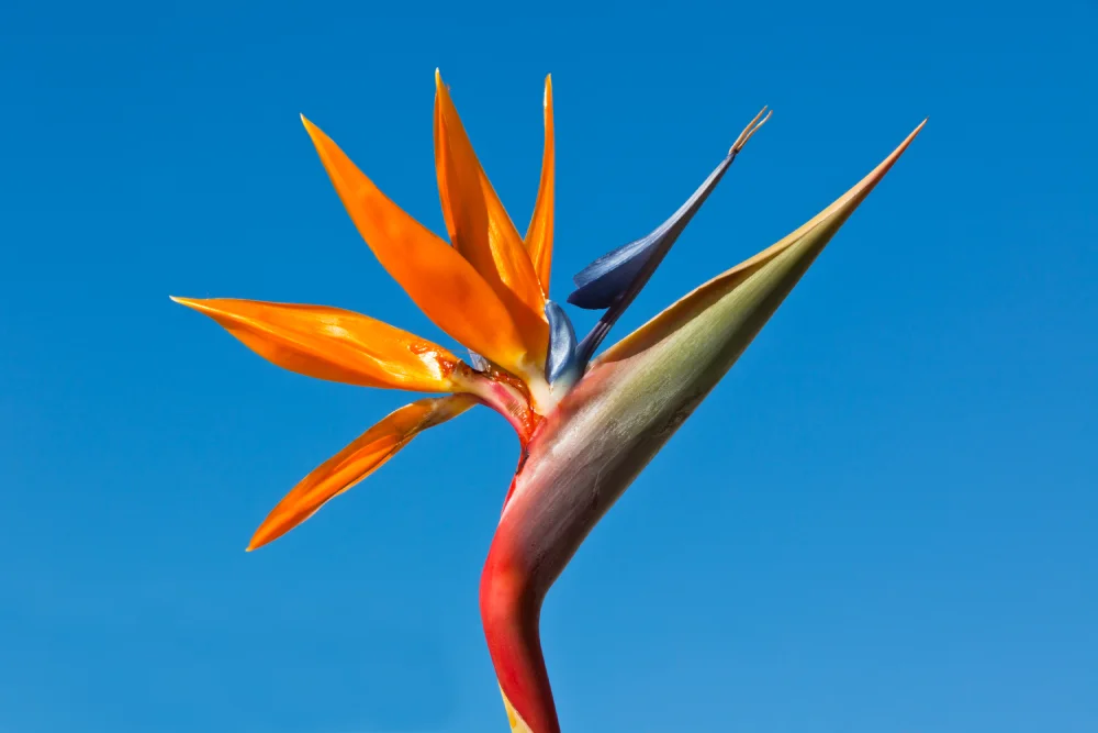 bird-of-paradise-2024-12-16-05-25-45-utc (1) Primer plano de una flor de Strelitzia (Ave del Paraíso) de color naranja vibrante y azul sobre un fondo de cielo despejado.
