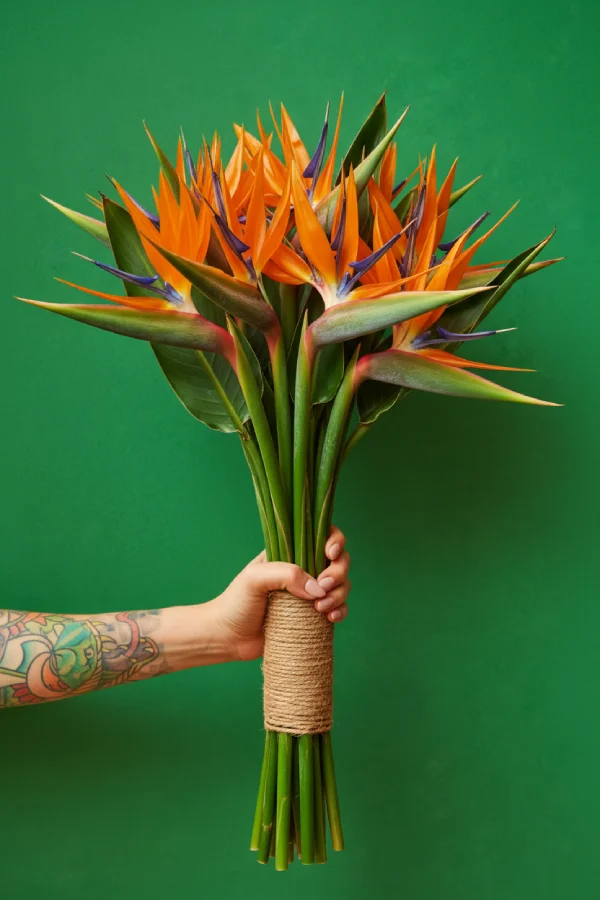 envato-labs-image-edit (13) Mano tatuada sosteniendo un gran ramo de flores de Strelitzia (Ave del Paraíso) atado con cuerda, sobre un fondo de color verde intenso.