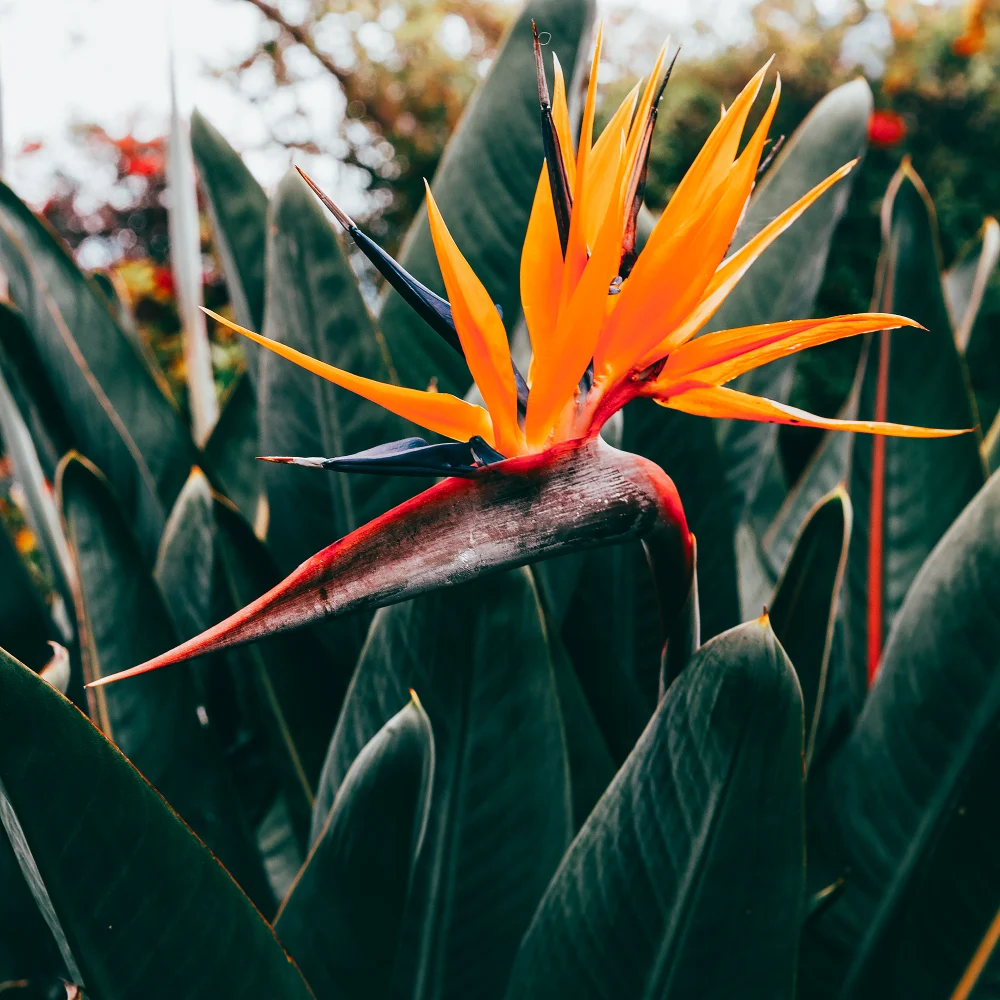 envato-labs-image-edit Primer plano de una flor de Strelitzia (Ave del Paraíso) de color naranja brillante en plena floración, rodeada de sus grandes hojas verdes oscuras en un jardín.