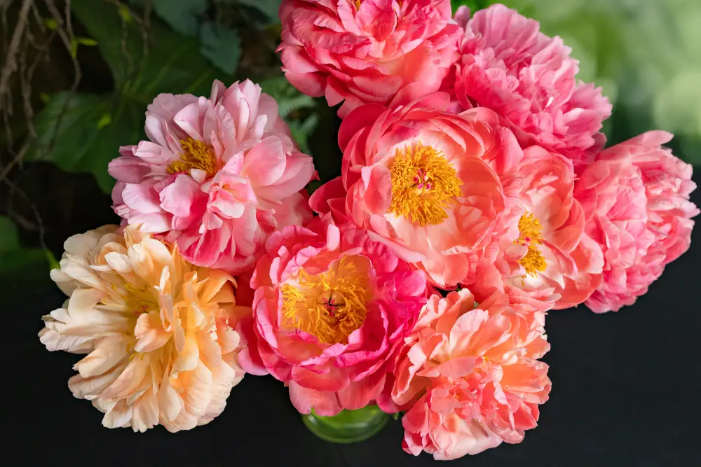 Peonias Chile-3