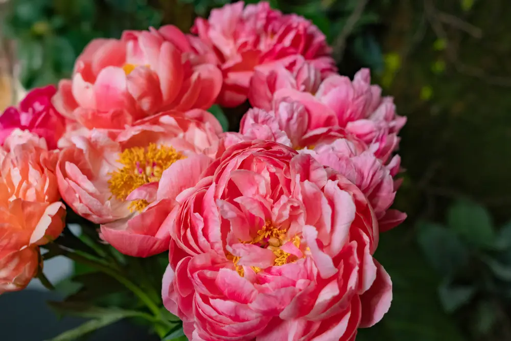 Peonias Chile-4
