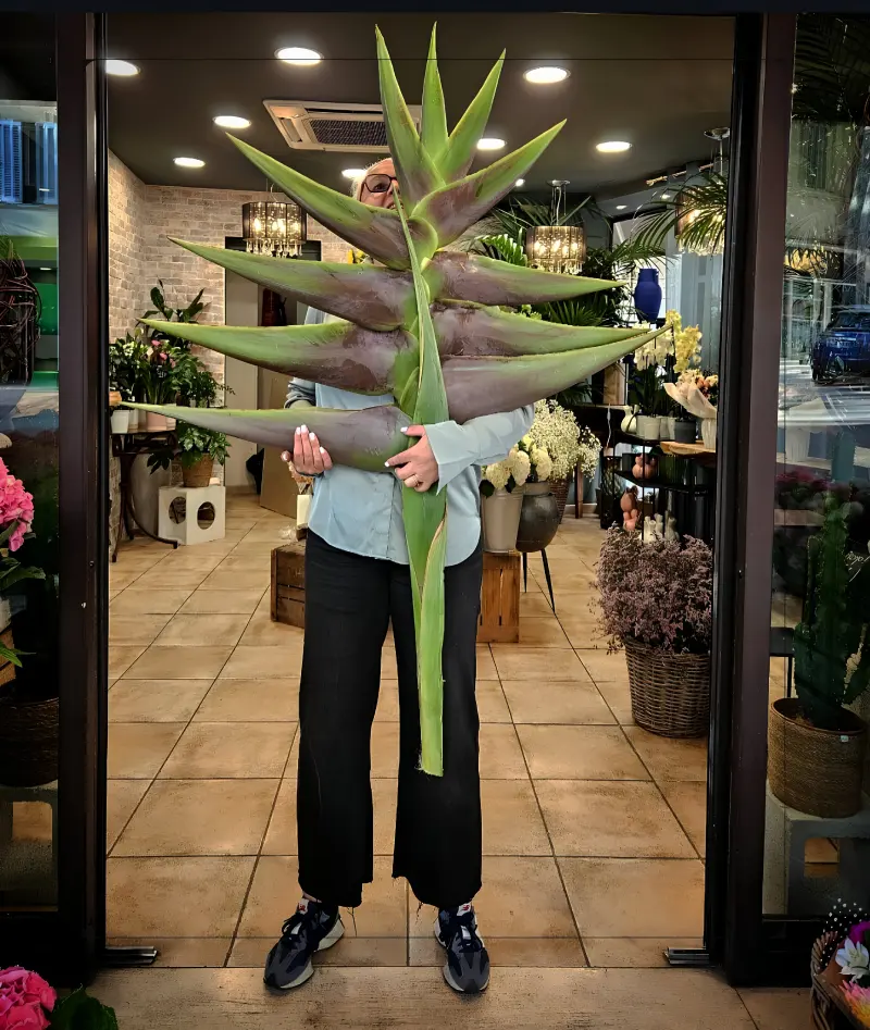 personne-tenant-grande-feuille-tropicale-fleuriste-boutique