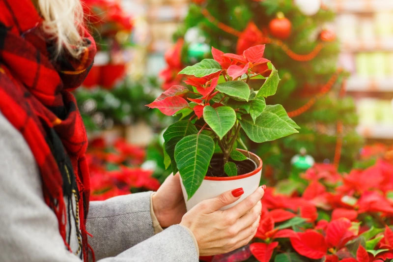 bunch-of-blooming-poinsettia-flower-bright-red Persona cuidando una flor de Pascua