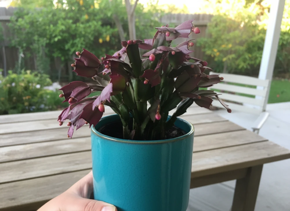 Cactus de Navidad con cladodios de color rojizo por exceso de sol.