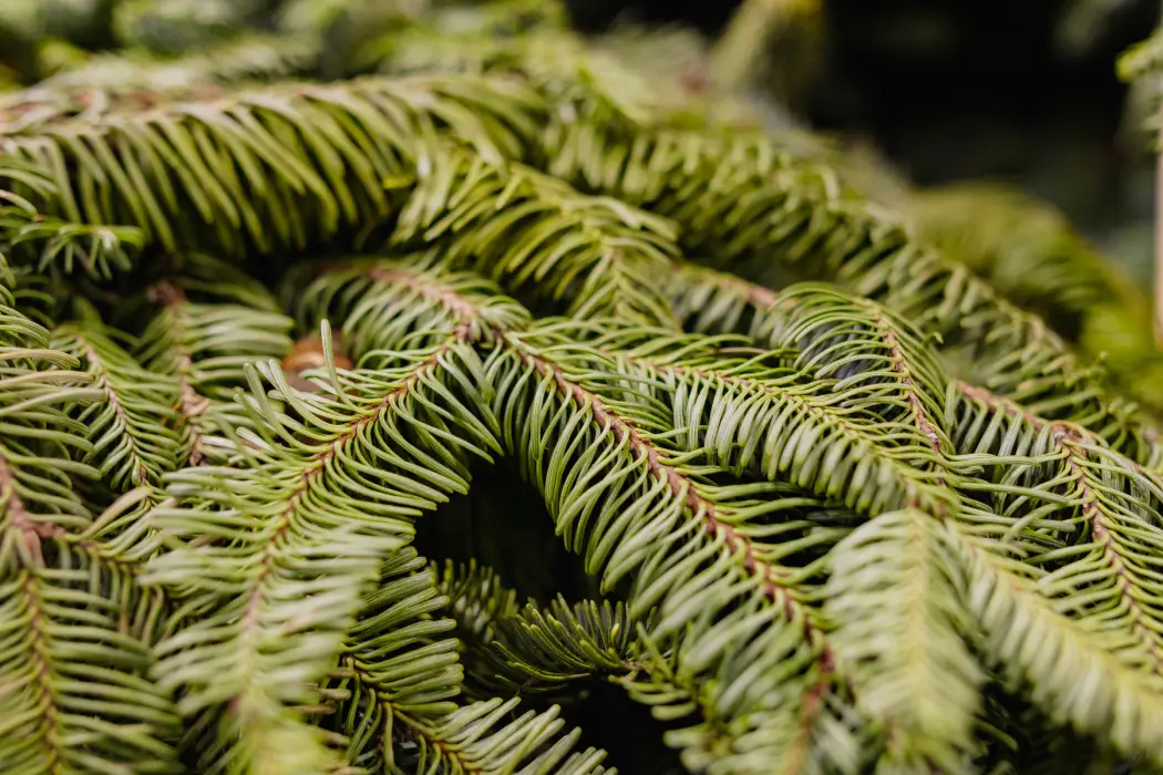 corona-nobilis-detalle