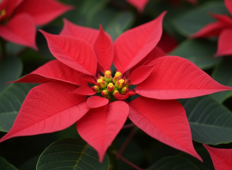 flor-de-pascua-foto-detalle-poinsettia-roja Primer plano de una flor de Pascua roja mostrando sus brácteas y las pequeñas flores amarillas en el centro.